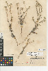  (Cryptantha nevadensis var. rigida - CCDB-24935-C12)  @11 [ ] CreativeCommons - Attribution Non-Commercial Share-Alike (2015) SDNHM San Diego Natural History Museum