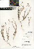  (Thymophylla - CCDB-24935-D06)  @11 [ ] CreativeCommons - Attribution Non-Commercial Share-Alike (2015) SDNHM San Diego Natural History Museum