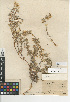  (Cryptantha nevadensis var. nevadensis - CCDB-24935-D12)  @11 [ ] CreativeCommons - Attribution Non-Commercial Share-Alike (2015) SDNHM San Diego Natural History Museum