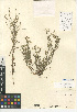  (Cryptantha microstachys - CCDB-24935-E12)  @11 [ ] CreativeCommons - Attribution Non-Commercial Share-Alike (2015) SDNHM San Diego Natural History Museum