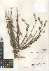  (Amsinckia menziesii - CCDB-24935-F10)  @11 [ ] CreativeCommons - Attribution Non-Commercial Share-Alike (2015) SDNHM San Diego Natural History Museum