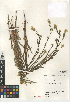  (Amsinckia menziesii var. intermedia - CCDB-24935-F10)  @11 [ ] CreativeCommons - Attribution Non-Commercial Share-Alike (2015) SDNHM San Diego Natural History Museum