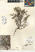  (Cryptantha maritima - CCDB-24935-F12)  @11 [ ] CreativeCommons - Attribution Non-Commercial Share-Alike (2015) SDNHM San Diego Natural History Museum
