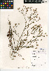  (Symphyotrichum subulatum var. elongatum - CCDB-24935-G05)  @11 [ ] CreativeCommons - Attribution Non-Commercial Share-Alike (2015) SDNHM San Diego Natural History Museum