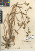  (Amsinckia eastwoodiae - CCDB-24935-G10)  @11 [ ] CreativeCommons - Attribution Non-Commercial Share-Alike (2015) SDNHM San Diego Natural History Museum