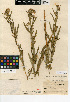 (Symphyotrichum lanceolatum subsp. hesperium - CCDB-24935-H05)  @11 [ ] CreativeCommons - Attribution Non-Commercial Share-Alike (2015) SDNHM San Diego Natural History Museum