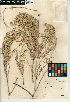  (Tetradymia - CCDB-24935-H06)  @11 [ ] CreativeCommons - Attribution Non-Commercial Share-Alike (2015) SDNHM San Diego Natural History Museum