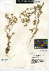  (Emmenanthe penduliflora - CCDB-24936-A01)  @11 [ ] CreativeCommons - Attribution Non-Commercial Share-Alike (2015) SDNHM San Diego Natural History Museum