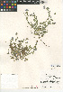  (Nemophila menziesii var. integrifolia - CCDB-24936-A04)  @11 [ ] CreativeCommons - Attribution Non-Commercial Share-Alike (2015) SDNHM San Diego Natural History Museum