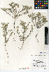  (Cryptantha angustifolia - CCDB-24936-B03)  @11 [ ] CreativeCommons - Attribution Non-Commercial Share-Alike (2015) SDNHM San Diego Natural History Museum