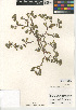  (Nama stenocarpa - CCDB-24936-B04)  @11 [ ] CreativeCommons - Attribution Non-Commercial Share-Alike (2015) SDNHM San Diego Natural History Museum