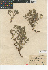  (Nama hispida var. spathulata - CCDB-24936-C04)  @11 [ ] CreativeCommons - Attribution Non-Commercial Share-Alike (2015) SDNHM San Diego Natural History Museum