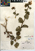  (Phacelia grandiflora - CCDB-24936-C07)  @11 [ ] CreativeCommons - Attribution Non-Commercial Share-Alike (2015) SDNHM San Diego Natural History Museum