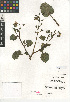  (Phacelia nashiana - CCDB-24936-D08)  @11 [ ] CreativeCommons - Attribution Non-Commercial Share-Alike (2015) SDNHM San Diego Natural History Museum