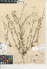  (Cryptantha simulans - CCDB-24936-F01)  @11 [ ] CreativeCommons - Attribution Non-Commercial Share-Alike (2015) SDNHM San Diego Natural History Museum