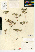  (Greeneocharis circumscissa var. circumscissa - CCDB-24936-F03)  @11 [ ] CreativeCommons - Attribution Non-Commercial Share-Alike (2015) SDNHM San Diego Natural History Museum