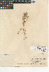  (Cryptantha pterocarya var. purpusii - CCDB-24936-G01)  @11 [ ] CreativeCommons - Attribution Non-Commercial Share-Alike (2015) SDNHM San Diego Natural History Museum