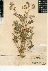  (Phacelia cryptantha - CCDB-24936-G07)  @11 [ ] CreativeCommons - Attribution Non-Commercial Share-Alike (2015) SDNHM San Diego Natural History Museum
