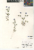 (Nemophila menziesii - CCDB-24936-H05)  @11 [ ] CreativeCommons - Attribution Non-Commercial Share-Alike (2015) SDNHM San Diego Natural History Museum