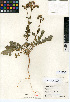  (Phacelia crenulata var. minutiflora - CCDB-24936-H07)  @11 [ ] CreativeCommons - Attribution Non-Commercial Share-Alike (2015) SDNHM San Diego Natural History Museum