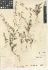  (Descurainia pinnata subsp. glabra - CCDB-24937-A04)  @11 [ ] CreativeCommons - Attribution Non-Commercial Share-Alike (2015) SDNHM San Diego Natural History Museum