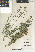  (Descurainia adenophora - CCDB-24937-C04)  @11 [ ] CreativeCommons - Attribution Non-Commercial Share-Alike (2015) SDNHM San Diego Natural History Museum