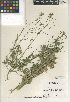  ( - CCDB-24937-C04)  @11 [ ] CreativeCommons - Attribution Non-Commercial Share-Alike (2015) SDNHM San Diego Natural History Museum