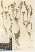  (Dithyrea - CCDB-24937-E05)  @11 [ ] CreativeCommons - Attribution Non-Commercial Share-Alike (2015) SDNHM San Diego Natural History Museum