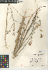  (Caulanthus hallii - CCDB-24937-G04)  @11 [ ] CreativeCommons - Attribution Non-Commercial Share-Alike (2015) SDNHM San Diego Natural History Museum