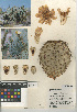  (Opuntia chlorotica - CCDB-24938-A03)  @11 [ ] CreativeCommons - Attribution Non-Commercial Share-Alike (2015) SDNHM San Diego Natural History Museum