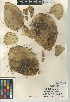  (Opuntia phaeacantha - CCDB-24938-A04)  @11 [ ] CreativeCommons - Attribution Non-Commercial Share-Alike (2015) SDNHM San Diego Natural History Museum