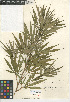  ( - CCDB-24938-A07)  @11 [ ] CreativeCommons - Attribution Non-Commercial Share-Alike (2015) SDNHM San Diego Natural History Museum
