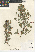  (Symphoricarpos rotundifolius - CCDB-24938-A08)  @11 [ ] CreativeCommons - Attribution Non-Commercial Share-Alike (2015) SDNHM San Diego Natural History Museum