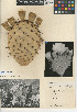  (Opuntia oricola - CCDB-24938-B04)  @11 [ ] CreativeCommons - Attribution Non-Commercial Share-Alike (2015) SDNHM San Diego Natural History Museum