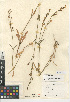  (Silene verecunda - CCDB-24938-D12)  @11 [ ] CreativeCommons - Attribution Non-Commercial Share-Alike (2015) SDNHM San Diego Natural History Museum