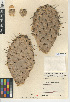  (Opuntia littoralis - CCDB-24938-E04)  @11 [ ] CreativeCommons - Attribution Non-Commercial Share-Alike (2015) SDNHM San Diego Natural History Museum