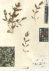  (Silene parishii - CCDB-24938-E12)  @11 [ ] CreativeCommons - Attribution Non-Commercial Share-Alike (2015) SDNHM San Diego Natural History Museum