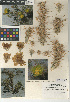  (Cylindropuntia echinocarpa - CCDB-24938-F02)  @11 [ ] CreativeCommons - Attribution Non-Commercial Share-Alike (2015) SDNHM San Diego Natural History Museum