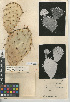  (Opuntia X vaseyi - CCDB-24938-F05)  @11 [ ] CreativeCommons - Attribution Non-Commercial Share-Alike (2015) SDNHM San Diego Natural History Museum