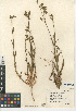  (Silene multinervia - CCDB-24938-F12)  @11 [ ] CreativeCommons - Attribution Non-Commercial Share-Alike (2015) SDNHM San Diego Natural History Museum