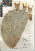  (Opuntia robusta - CCDB-24938-G05)  @11 [ ] CreativeCommons - Attribution Non-Commercial Share-Alike (2015) SDNHM San Diego Natural History Museum