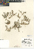  (Loeflingia squarrosa - CCDB-24938-G10)  @11 [ ] CreativeCommons - Attribution Non-Commercial Share-Alike (2015) SDNHM San Diego Natural History Museum