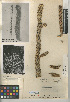  (Cylindropuntia californica var. californica - CCDB-24938-H02)  @11 [ ] CreativeCommons - Attribution Non-Commercial Share-Alike (2015) SDNHM San Diego Natural History Museum