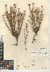  (Crocanthemum scoparium var. vulgare - CCDB-24939-A10)  @11 [ ] CreativeCommons - Attribution Non-Commercial Share-Alike (2015) SDNHM San Diego Natural History Museum