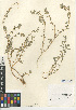  (Atriplex suberecta - CCDB-24939-B05)  @11 [ ] CreativeCommons - Attribution Non-Commercial Share-Alike (2015) SDNHM San Diego Natural History Museum