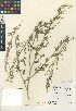  (Chenopodium berlandieri var. zschackei - CCDB-24939-C06)  @11 [ ] CreativeCommons - Attribution Non-Commercial Share-Alike (2015) SDNHM San Diego Natural History Museum
