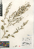  (Chenopodium berlandieri var. sinuatum - CCDB-24939-D06)  @11 [ ] CreativeCommons - Attribution Non-Commercial Share-Alike (2015) SDNHM San Diego Natural History Museum