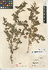  ( - CCDB-24939-D07)  @11 [ ] CreativeCommons - Attribution Non-Commercial Share-Alike (2015) SDNHM San Diego Natural History Museum