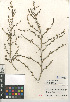  (Salsola australis - CCDB-24939-E09)  @11 [ ] CreativeCommons - Attribution Non-Commercial Share-Alike (2015) SDNHM San Diego Natural History Museum