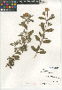  (Cistus creticus - CCDB-24939-F10)  @11 [ ] CreativeCommons - Attribution Non-Commercial Share-Alike (2015) SDNHM San Diego Natural History Museum